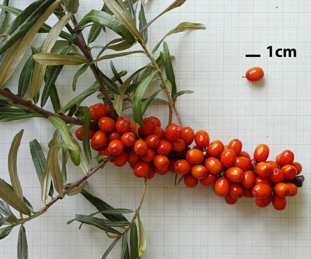 Krasavice (1L Pot)