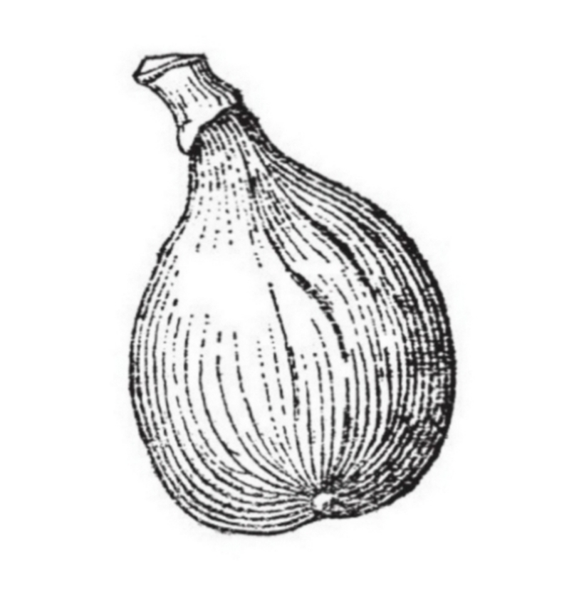 Kutfeji Lila (Pot 2L)