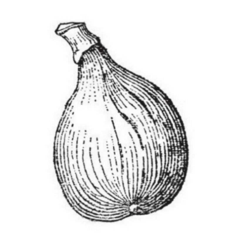 Latarula (Pot 2L)