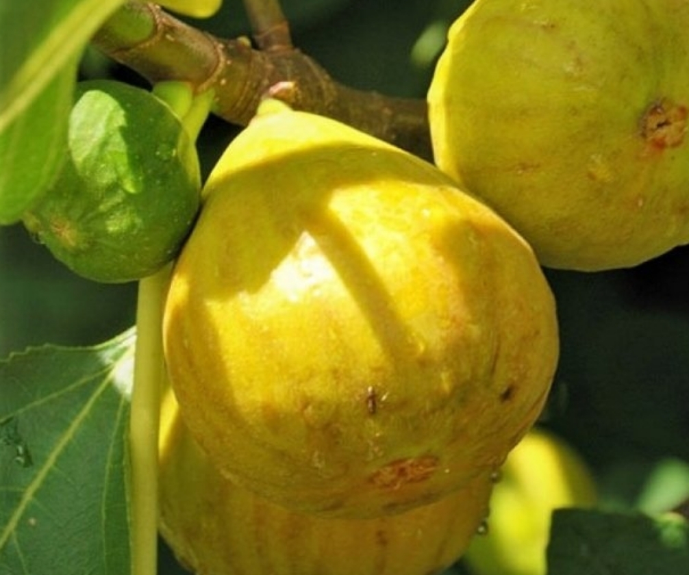 Letenyei Sarga Orias (Pot 2L)