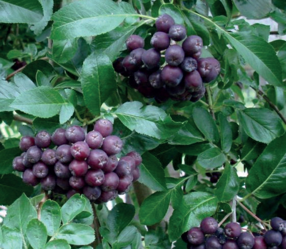 Likjornaja (1L Pot)