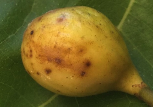 Lsu Champagne (2L Pot)