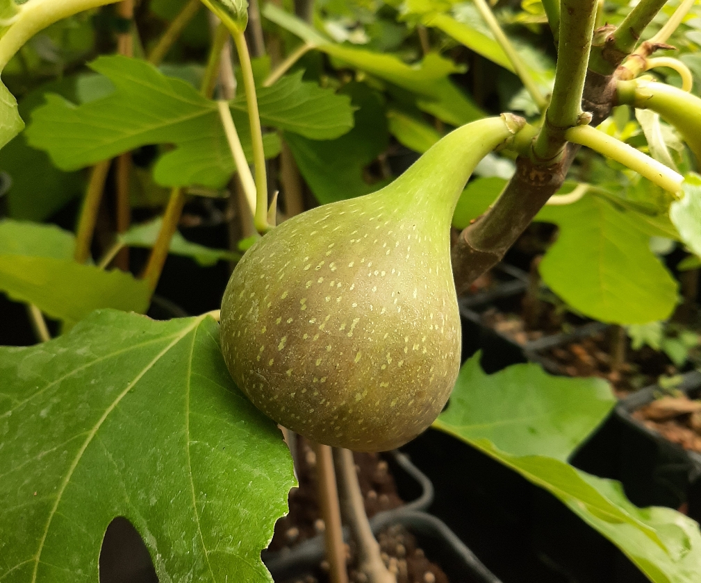 Lsu Everbearing (Pot 2L)