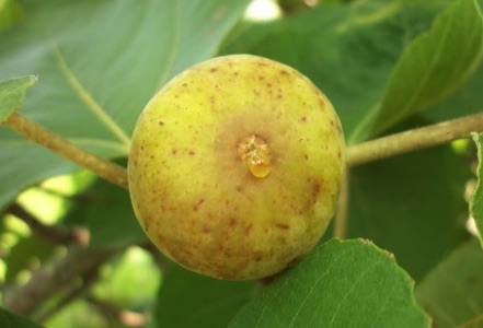 Lsu Hollier (Pot 2L)