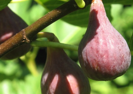 Lsu Improved Celeste (2L Pot)