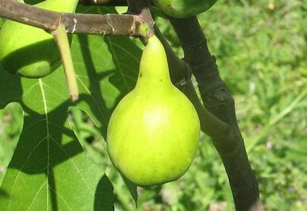 Lsu Scott's Yellow (Pot 2L)