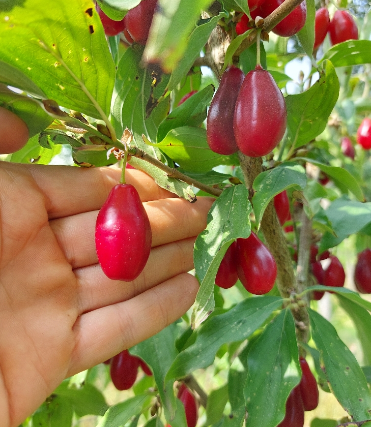 Lukjanovskij (Pot 2L)