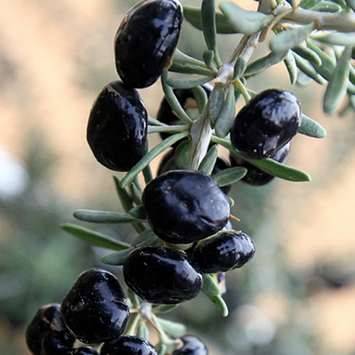Lycium Ruthenicum (Pot 1L)