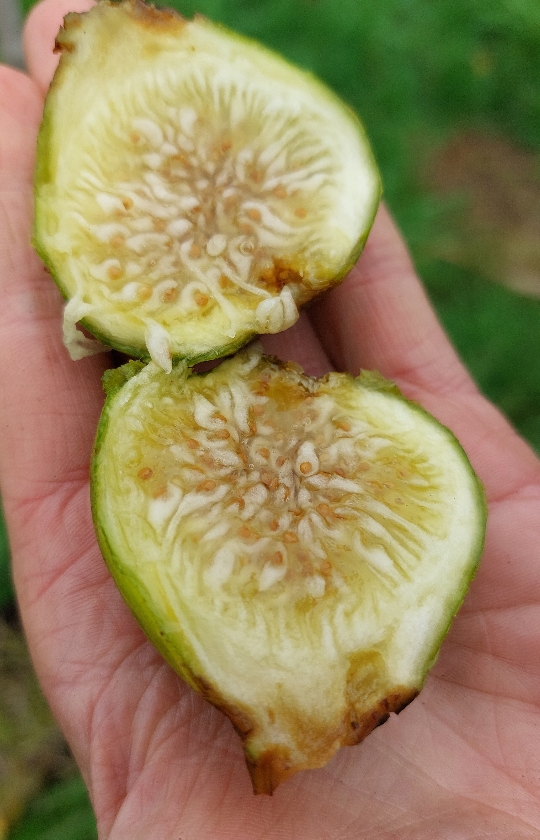 Madeleine Des 2 Saisons (Pot 2L)