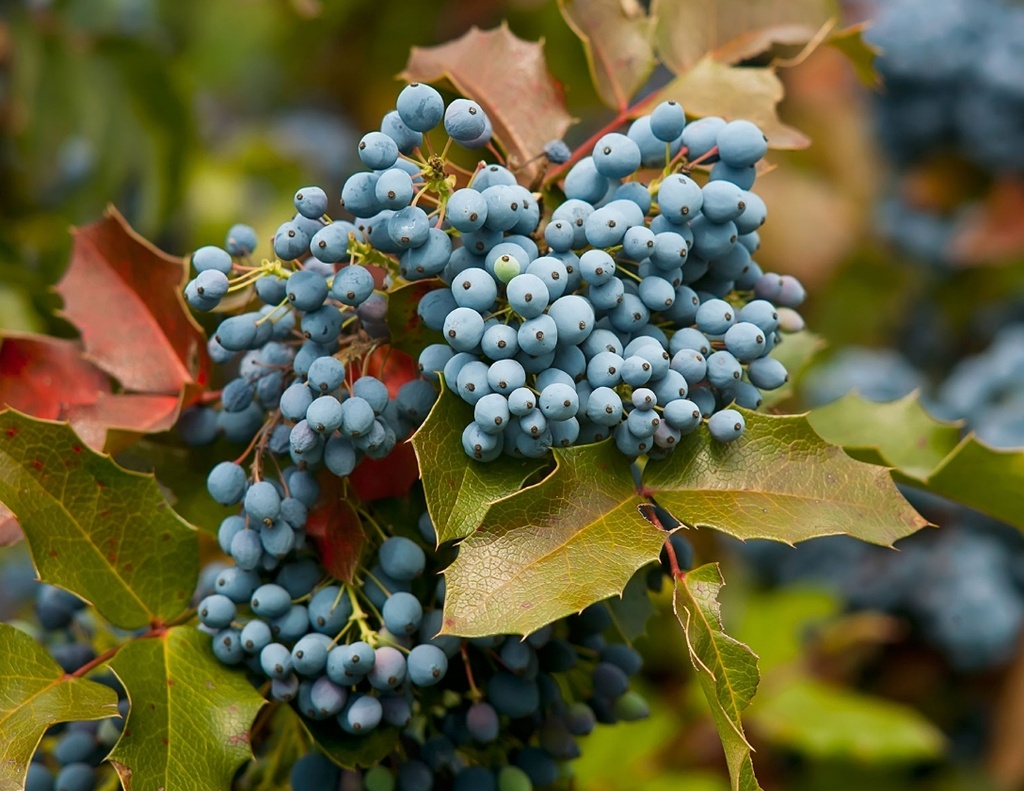 Mahonia à feuilles de houx (1L Pot)