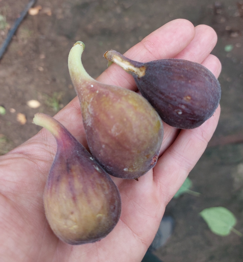 Marseilles Black Vs (2L Pot)