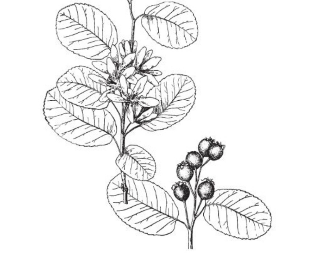 Martin (Pot 1L)