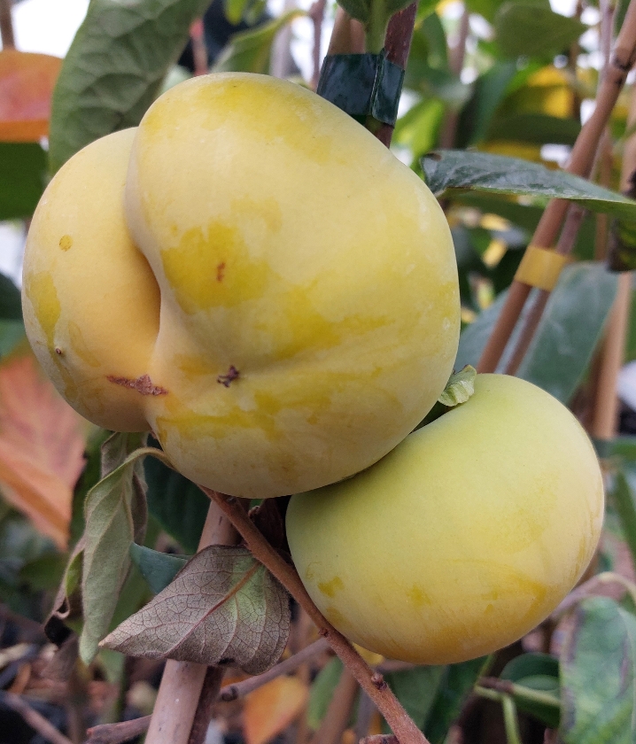 Matsumuto Wase Fuyu (2L Pot)