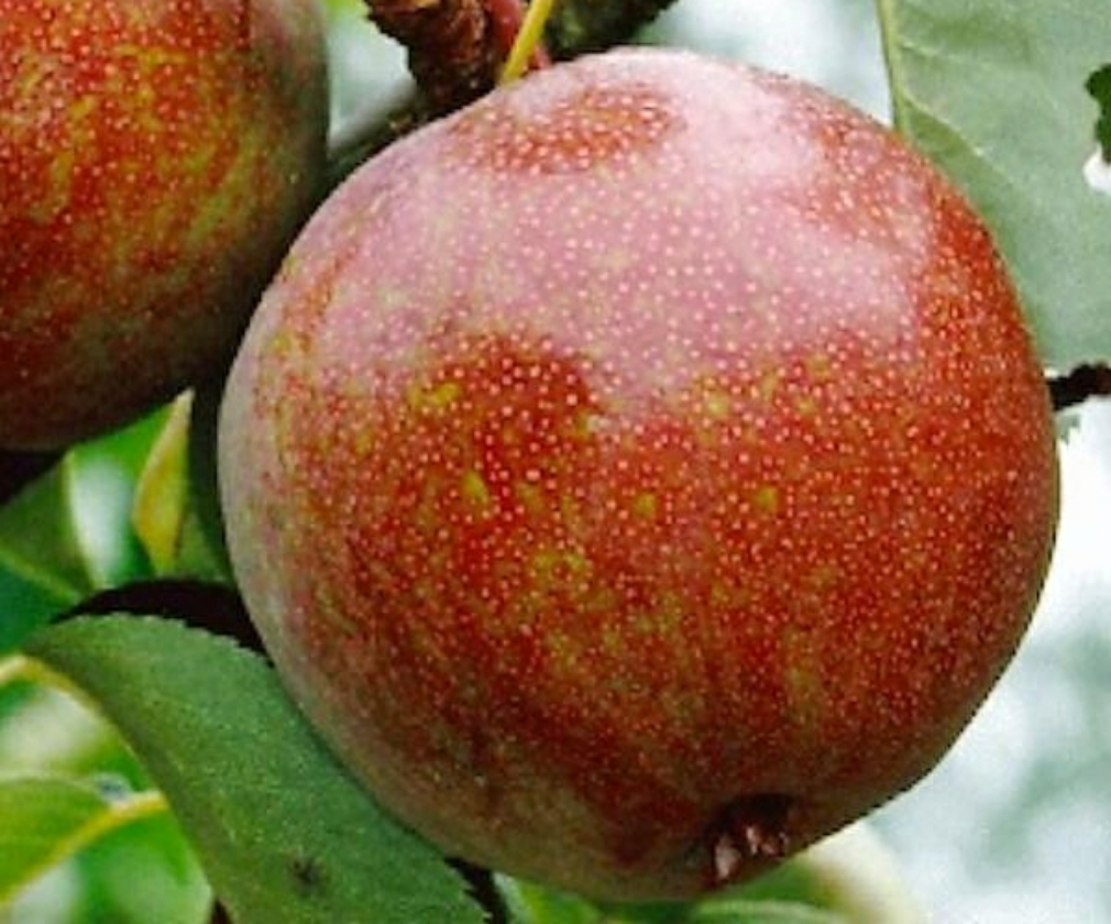 Nashi rouge (2L Pot)