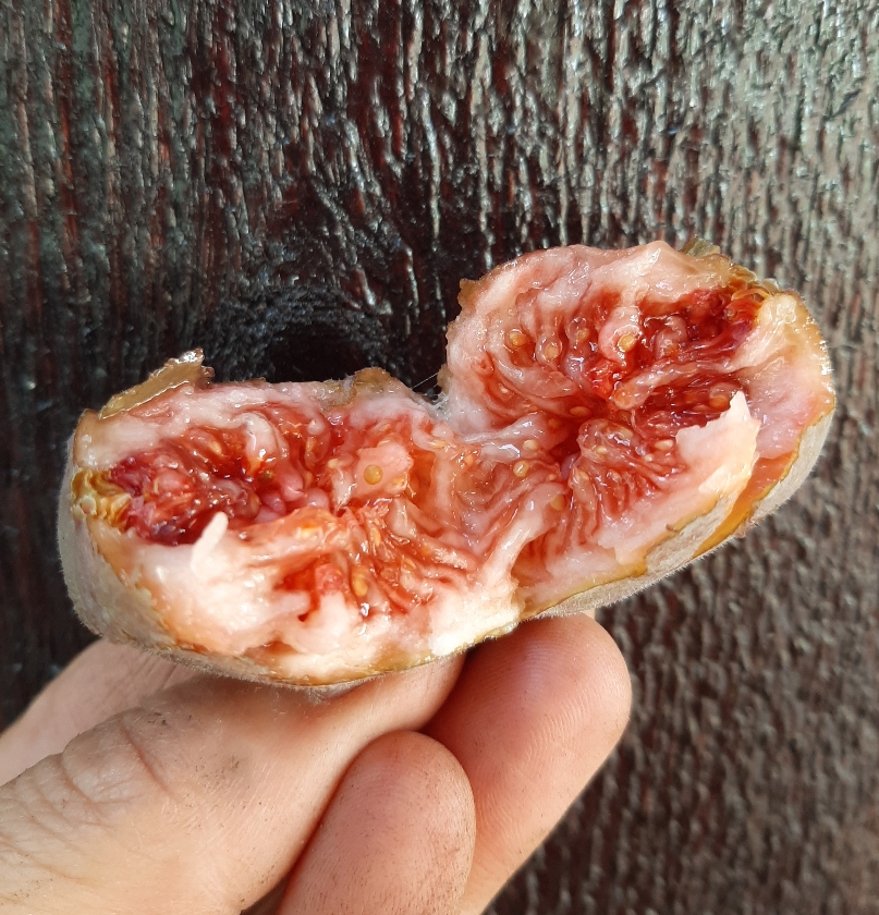 Mega Celeste (Pot 2L)