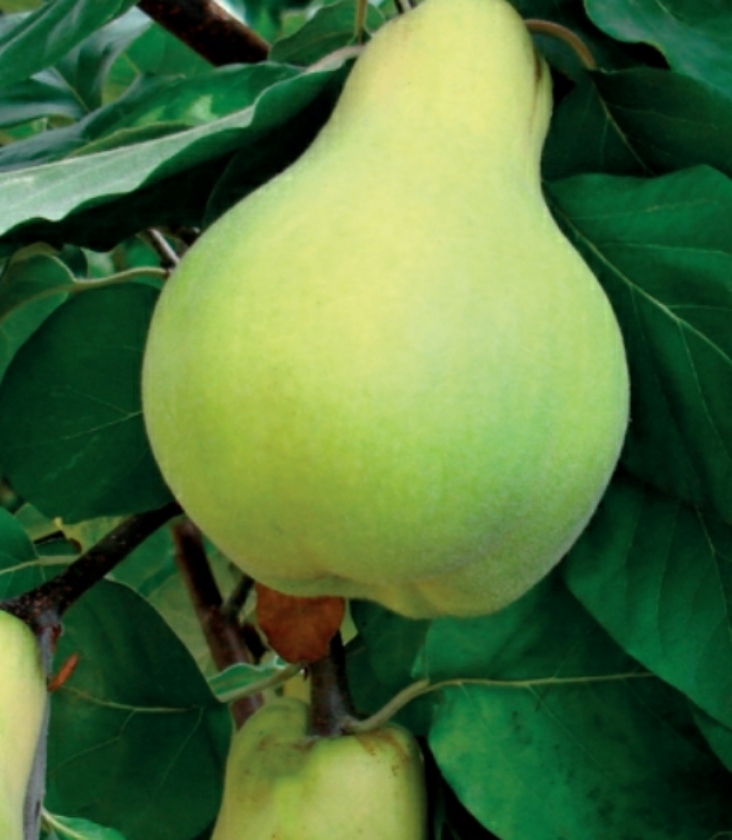 Miagkoplodnaja (2L Pot)