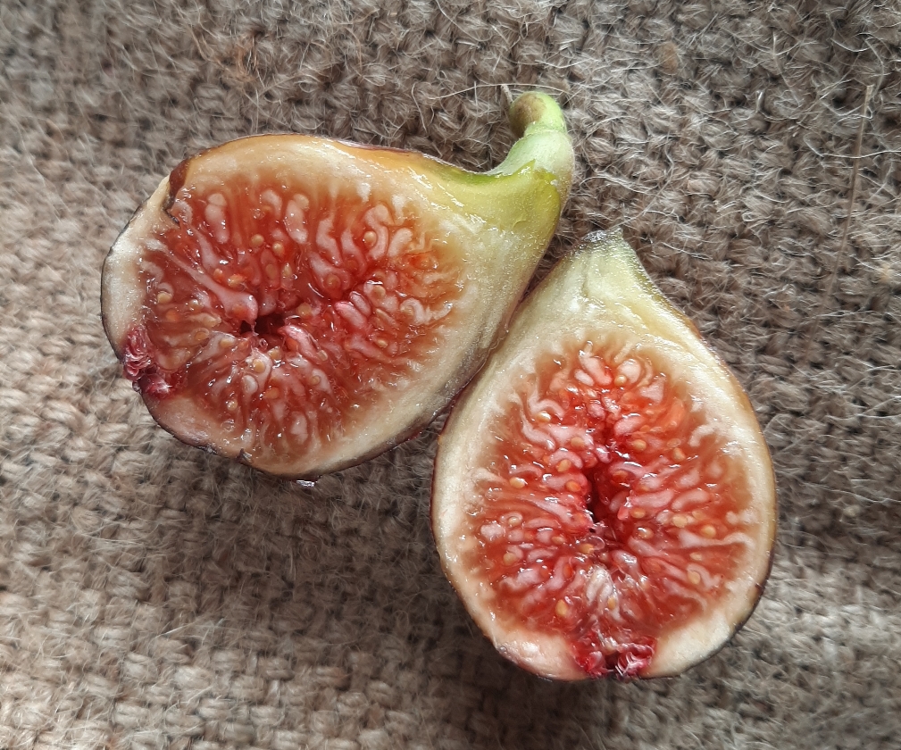 Michurinska #10 (Pot 2L)