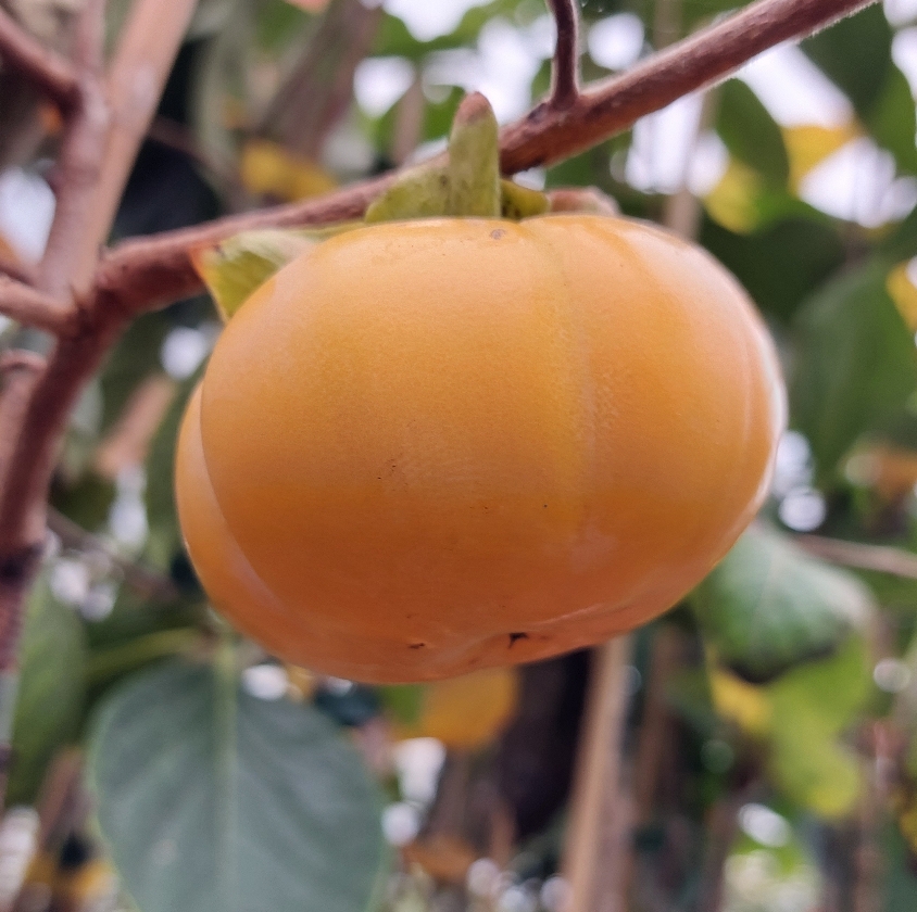 Mikatani Gosho (Pot 2L)
