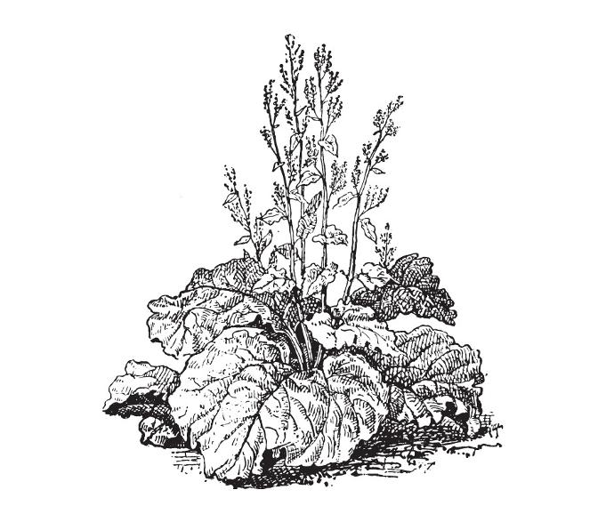 Mikoot (2L Pot)