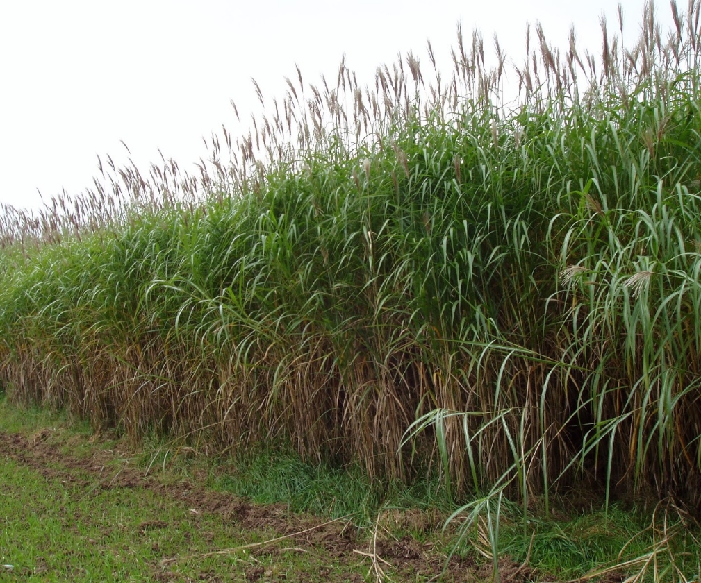 Miscanthus Giganteus Floridulus (1L Pot)