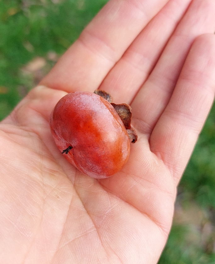 Mitchellena (2L Pot)