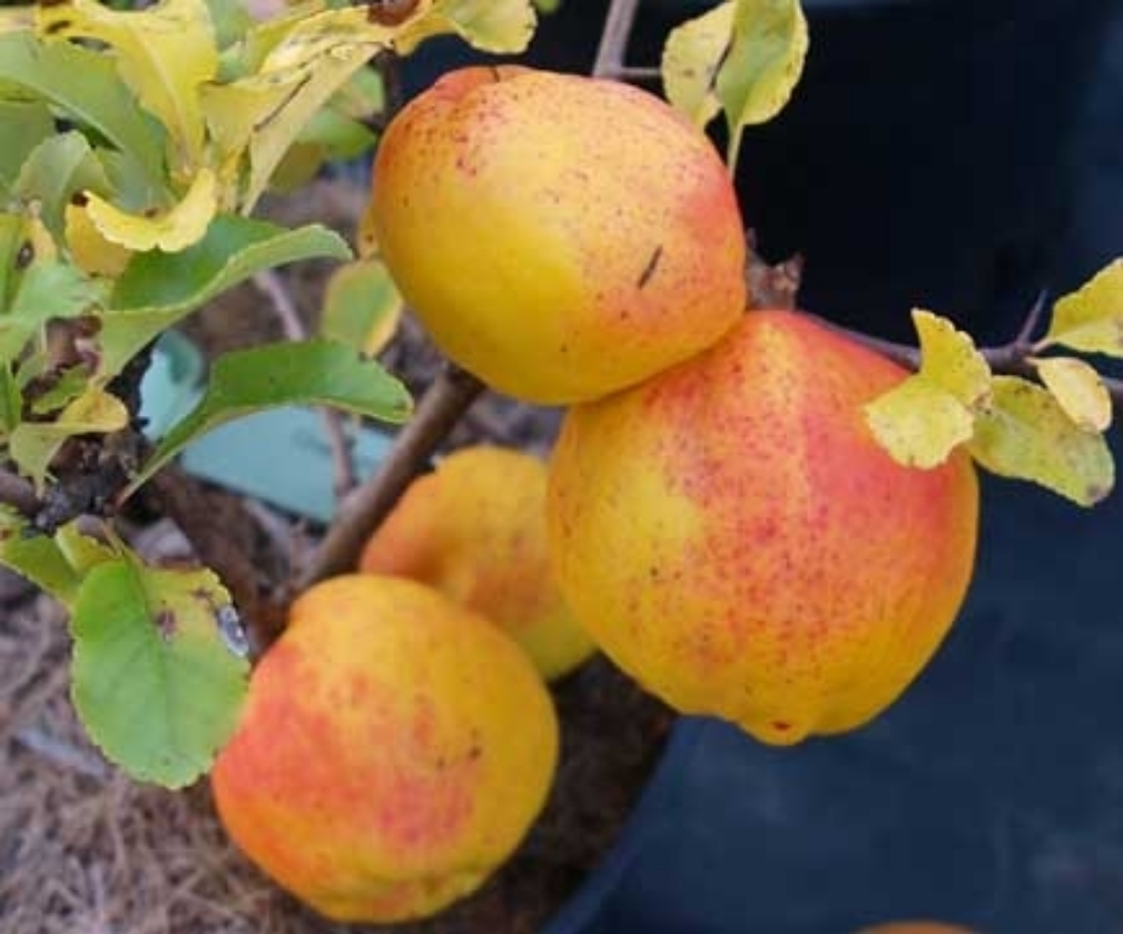 Nain Cido Red (Pot 2L)