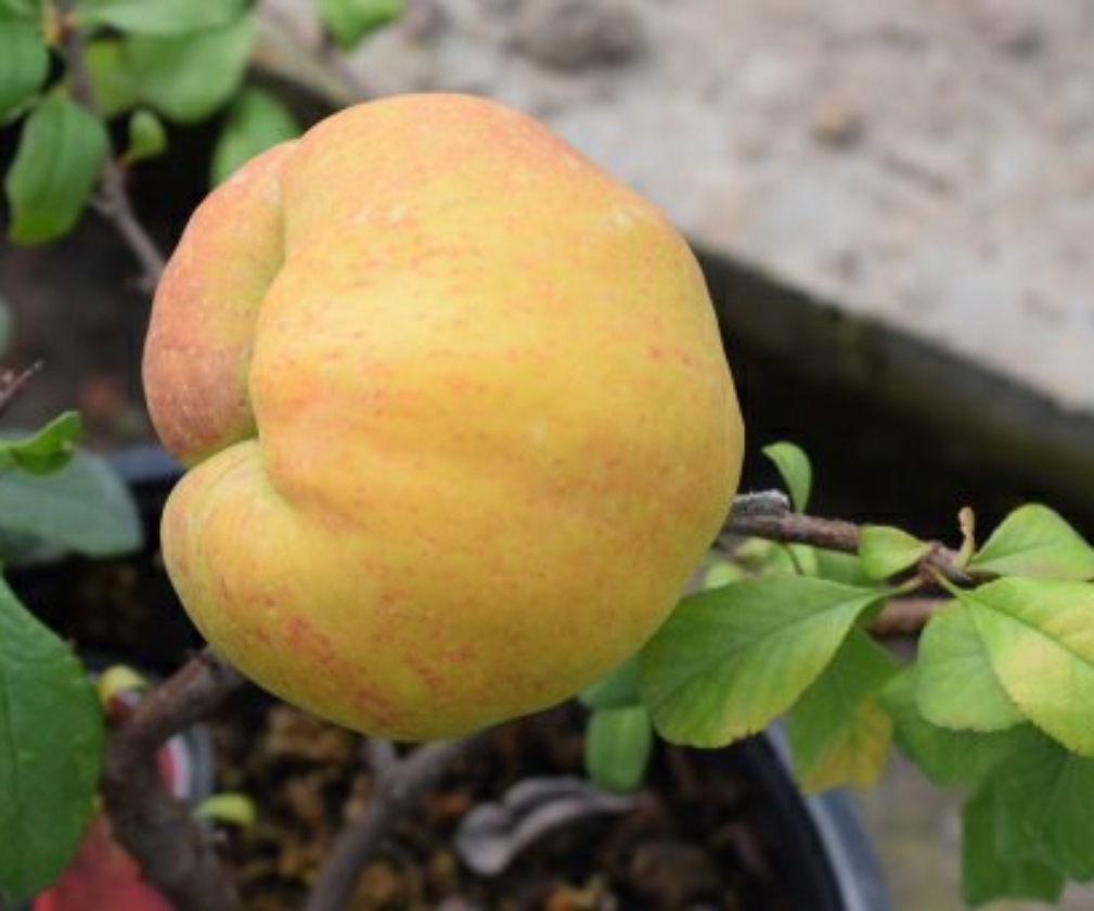 Sargentii (2L Pot)