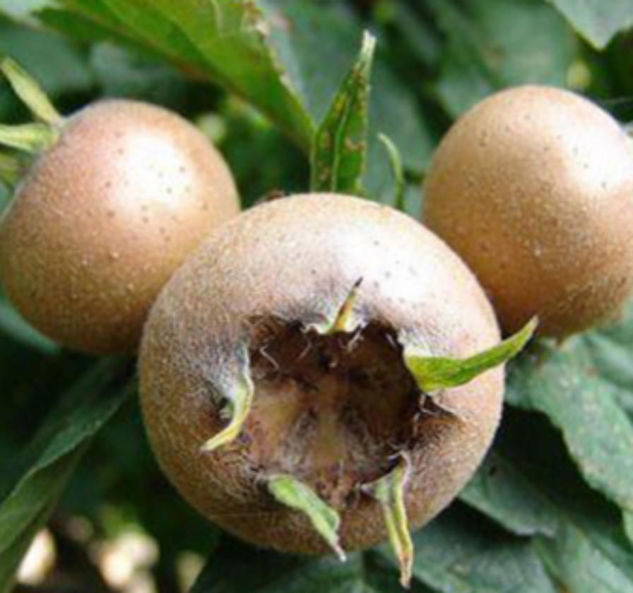 Sussmispel (2L Pot)