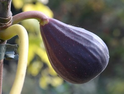 Negronne (Pot 2L)