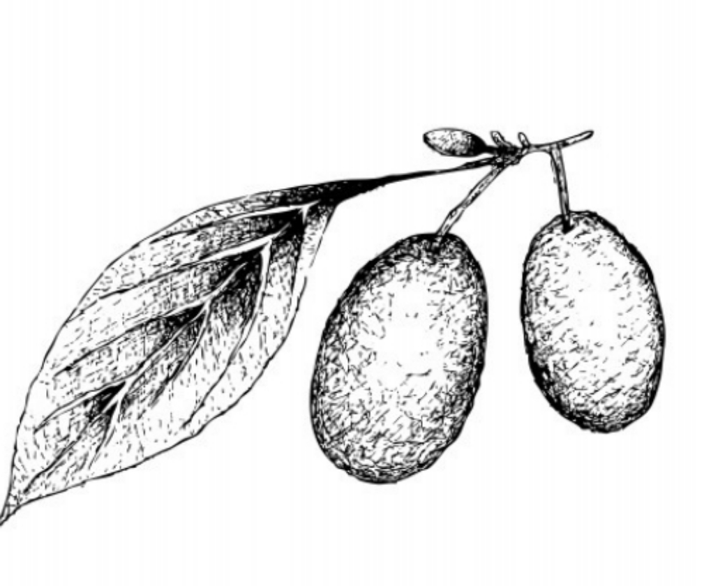 Nikolka (2L Pot)