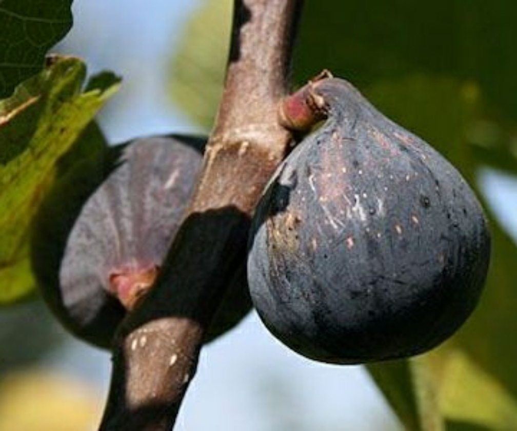 Noire De Barbentane (2L Pot)