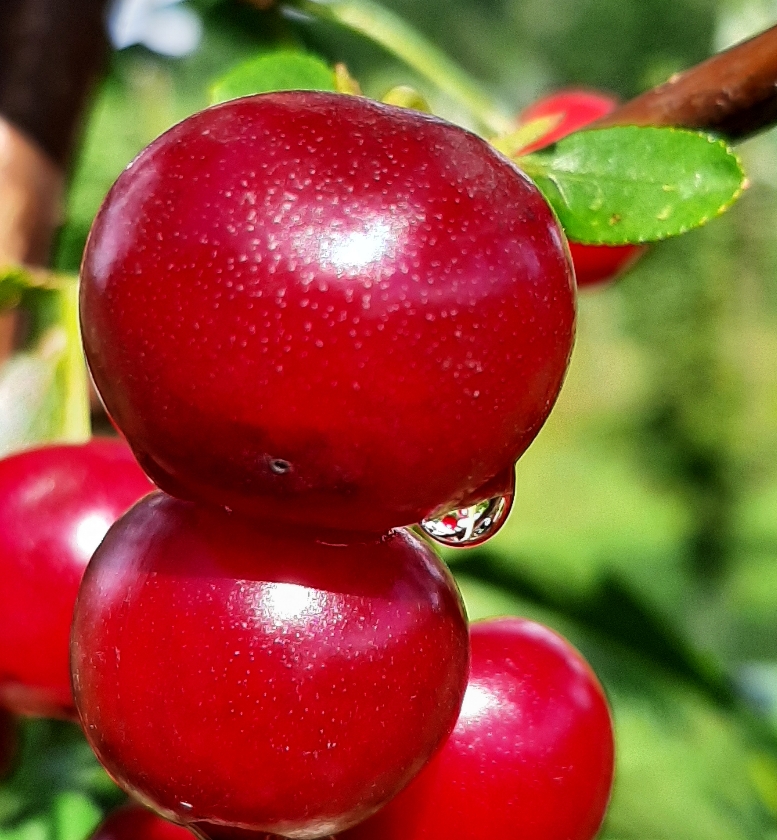 Oblaczynska (Pot 2L)