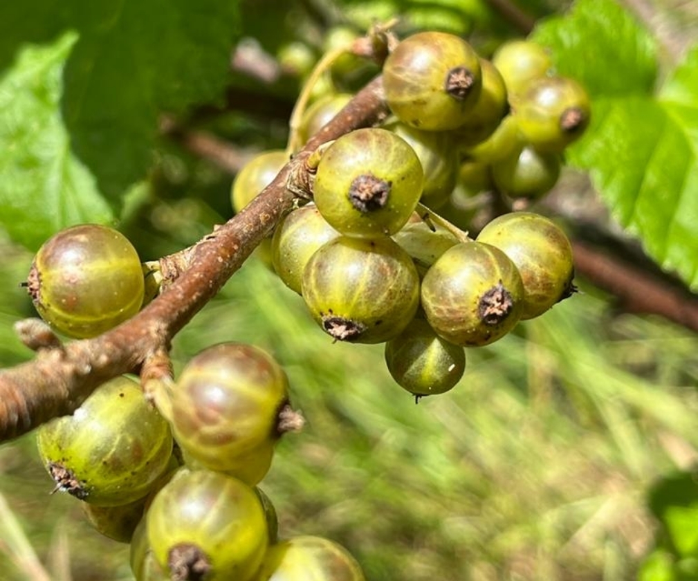 Ojeblanc (1L Pot)