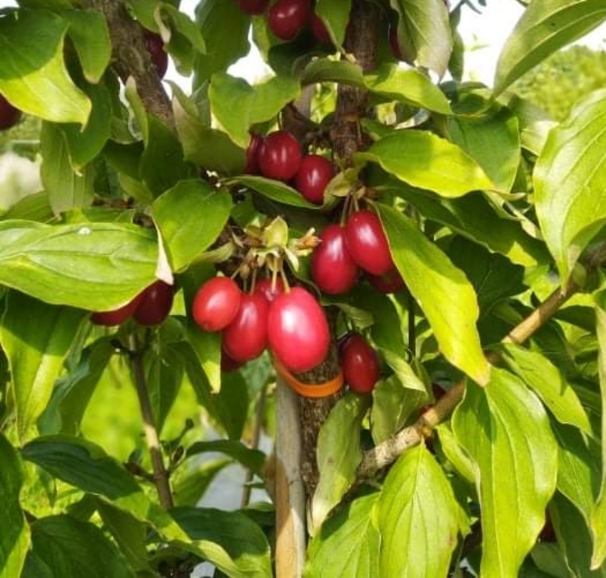 Olena (2L Pot)