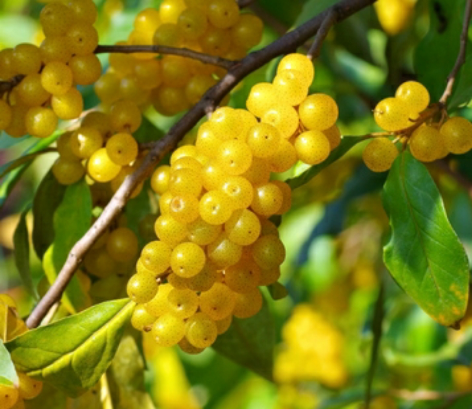Olivier d'Automne à fruits jaunes