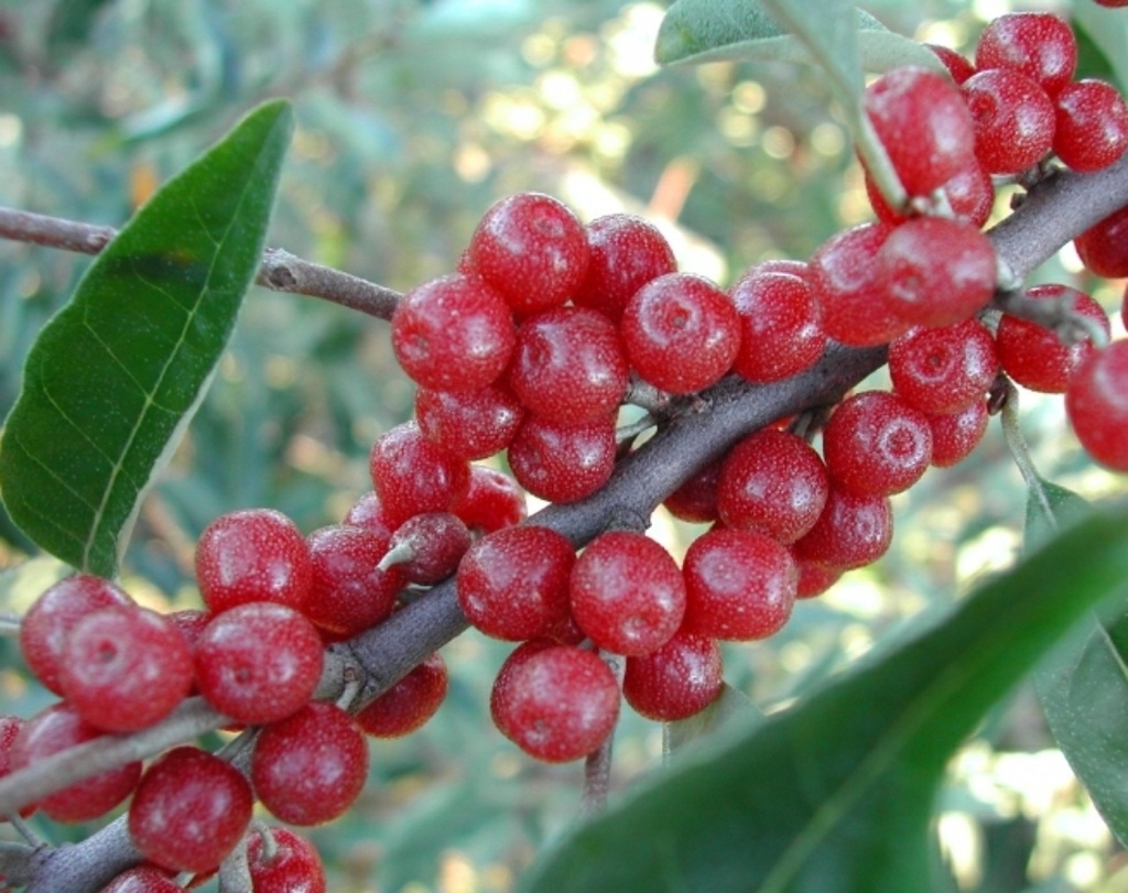 Olijfwilg Pointilla Amoroso (2L Pot)