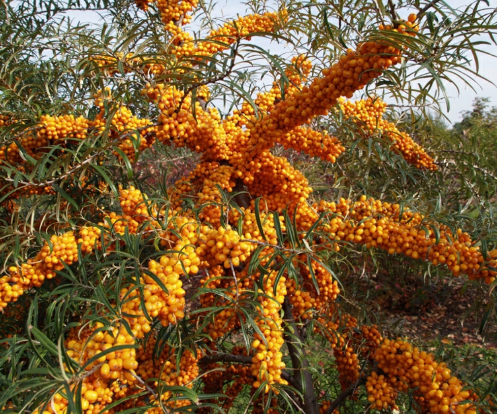 Orange Energy (Pot 1L)