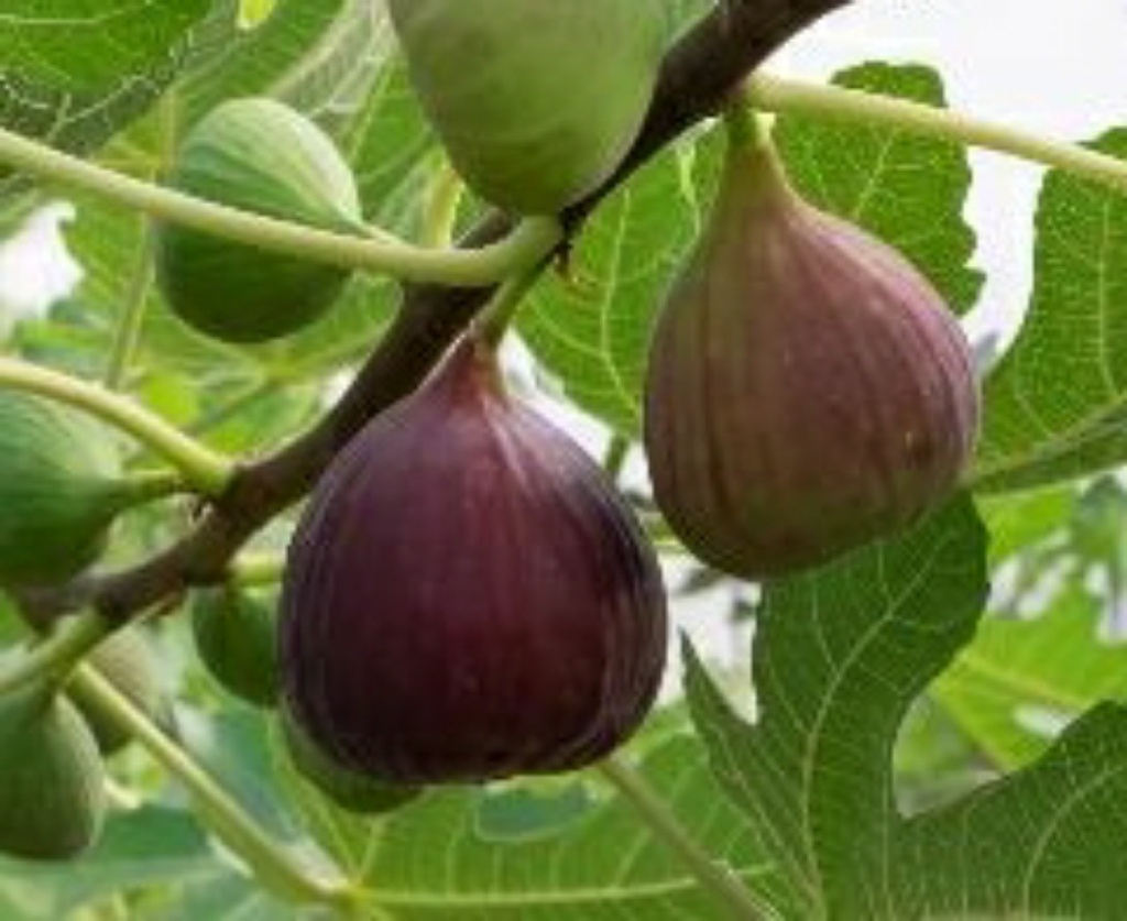 Osborne Prolific (2L Pot)