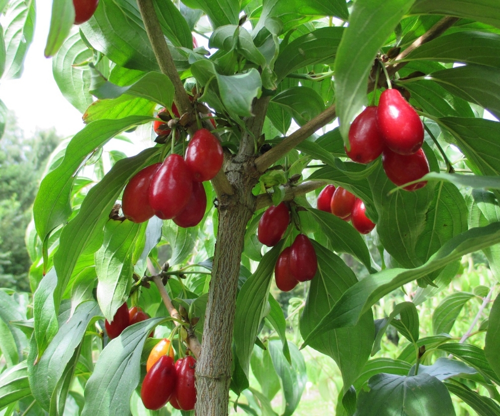 Paczoski (Pot 2L)