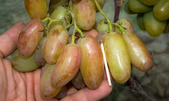 Pamiati Krajnowa (2L Pot)