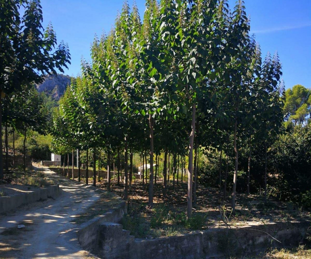 Paulownia Fortunei (2L Pot)