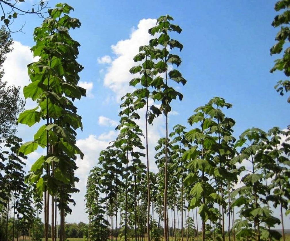 Paulownia Tomentosa (2L Pot)