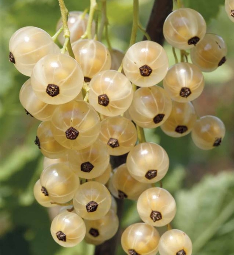 Witte Parel (1L Pot)