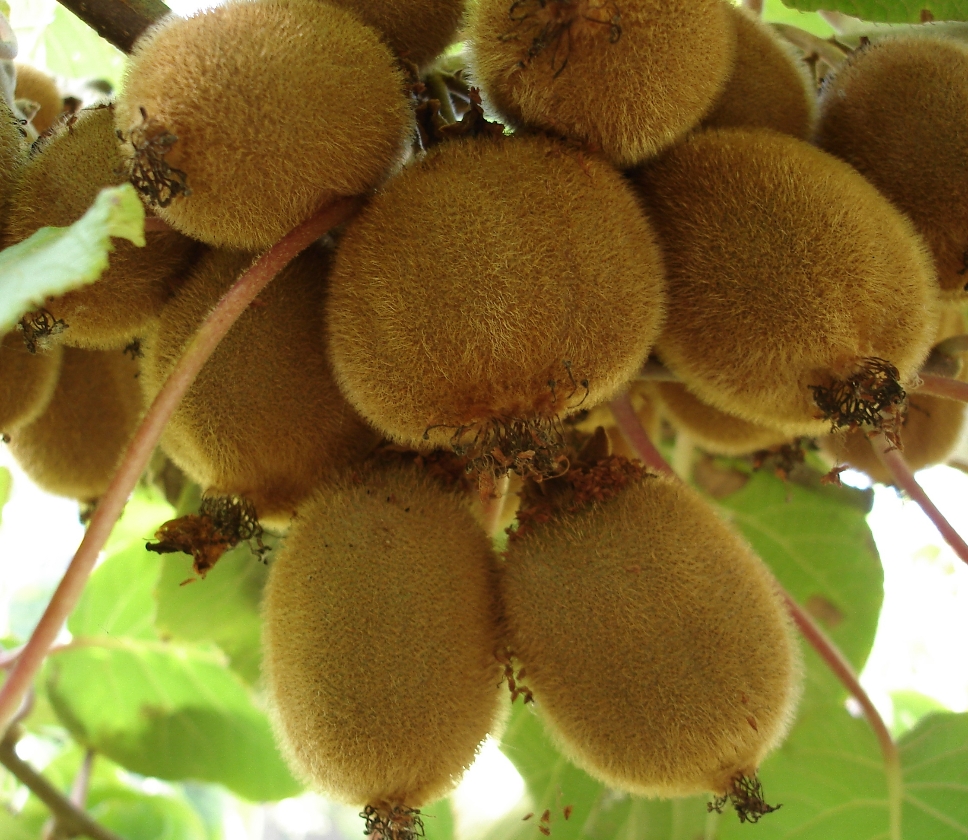 Petit Homme + Hayward (2L Pot)