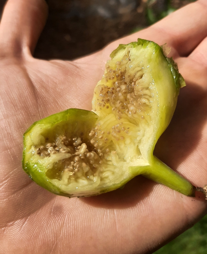 Pingo De Mel (2L Pot)