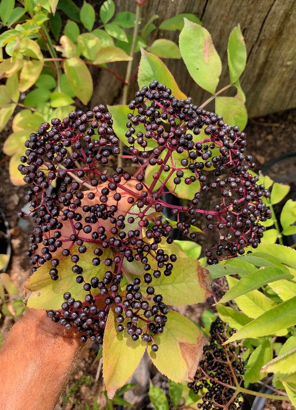 Pocahontas (2L Pot)