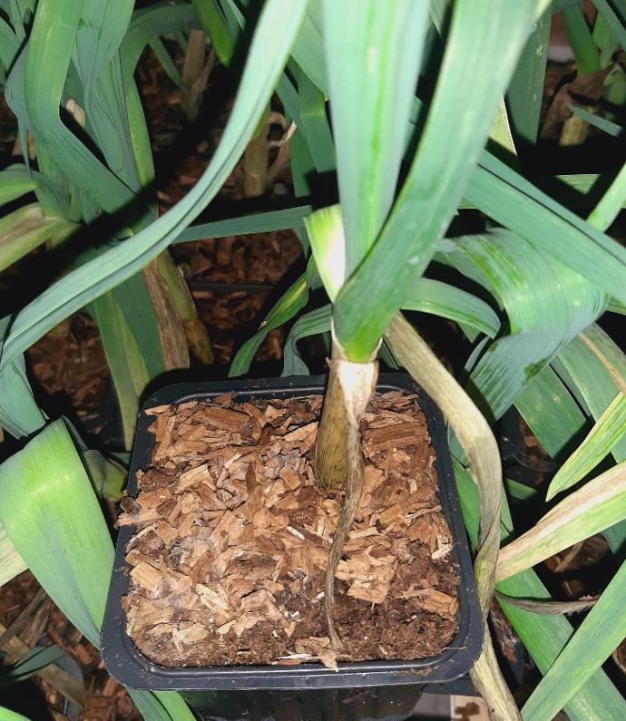 Poireau Perpétuel (Pot 1L)