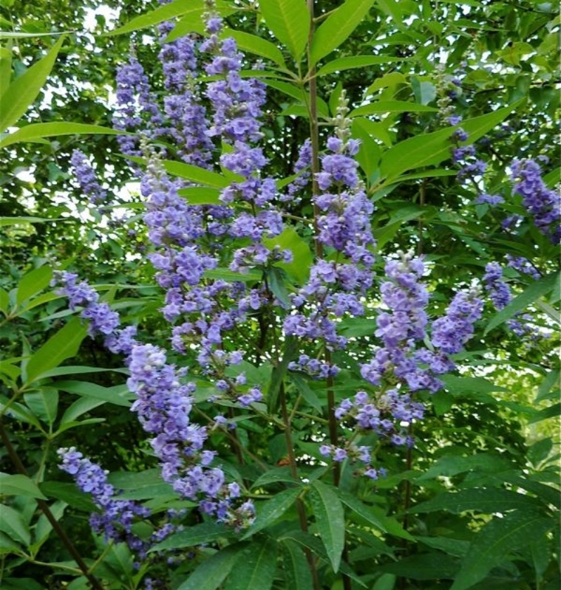 Arbre de chasteté (2L Pot)