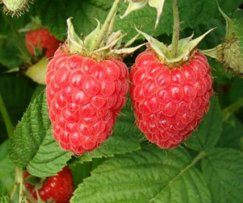 Radziejowa (1L Pot)