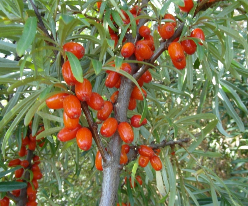 Red Torch (1L Pot)